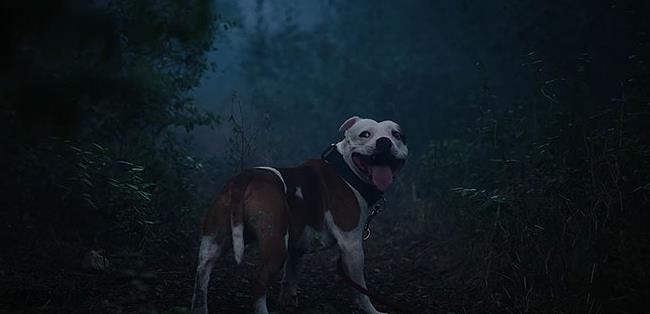 创意分享：葡萄牙宠物救助公益组织Animalife宣传广告片《遗弃》